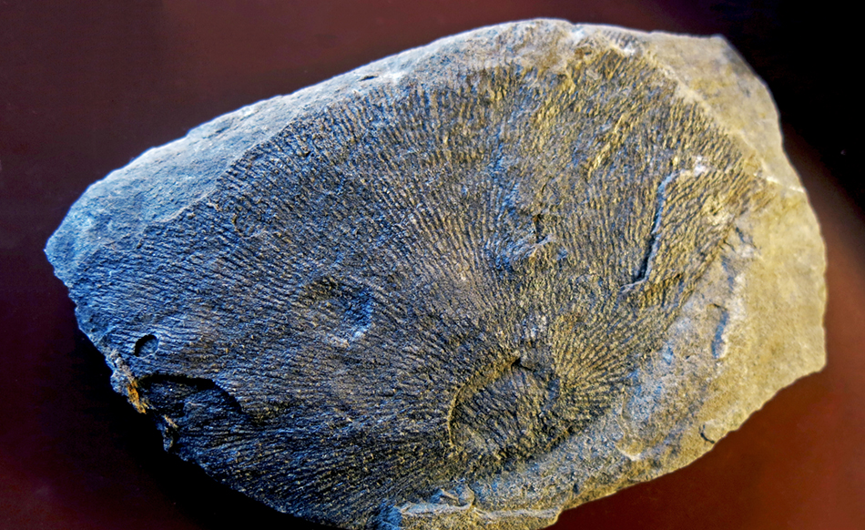 IMG_7986_Dictyonema Hymenodictyoidessm